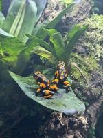 Oophaga histrionica/Lehmanni