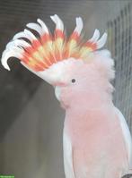 Junger Inkakakadu / Major Mitchell Cockatoo