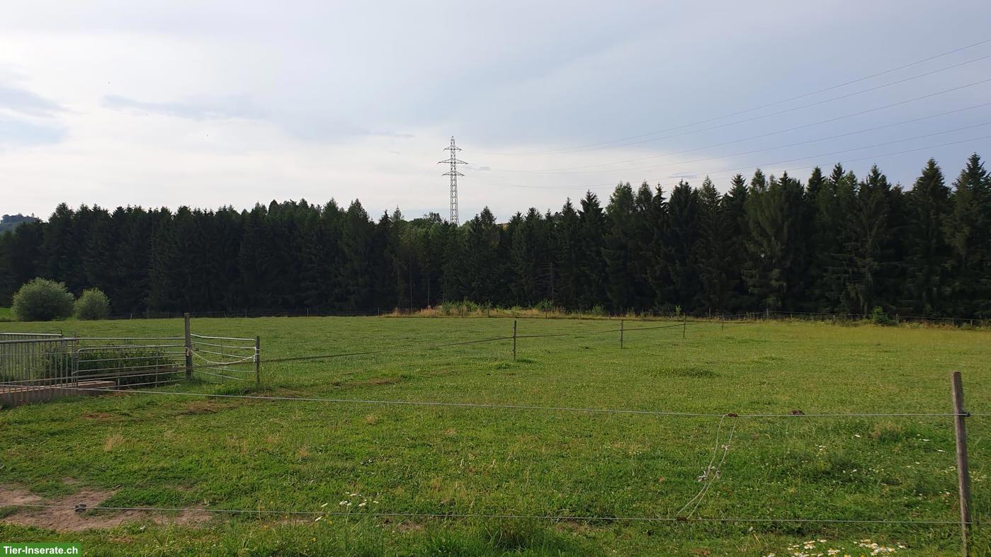 Platz in Offenstall (kleine Gruppe) nähe Westside