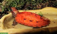 Geoemyda japonica/Zacken-Erdschildkröte aus Schweizer Nachzucht