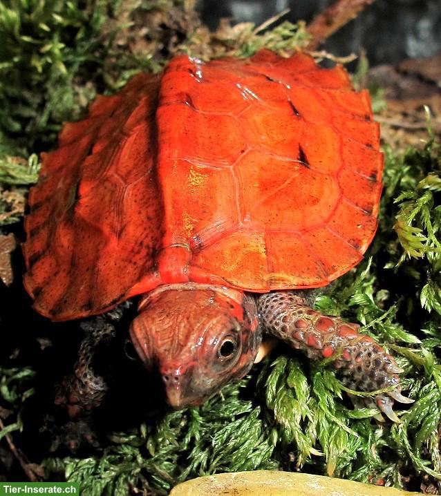 Bild 2: Geoemyda japonica/Zacken-Erdschildkröte aus Schweizer Nachzucht