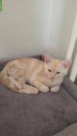 Kitten sucht ein schönes Zuhause