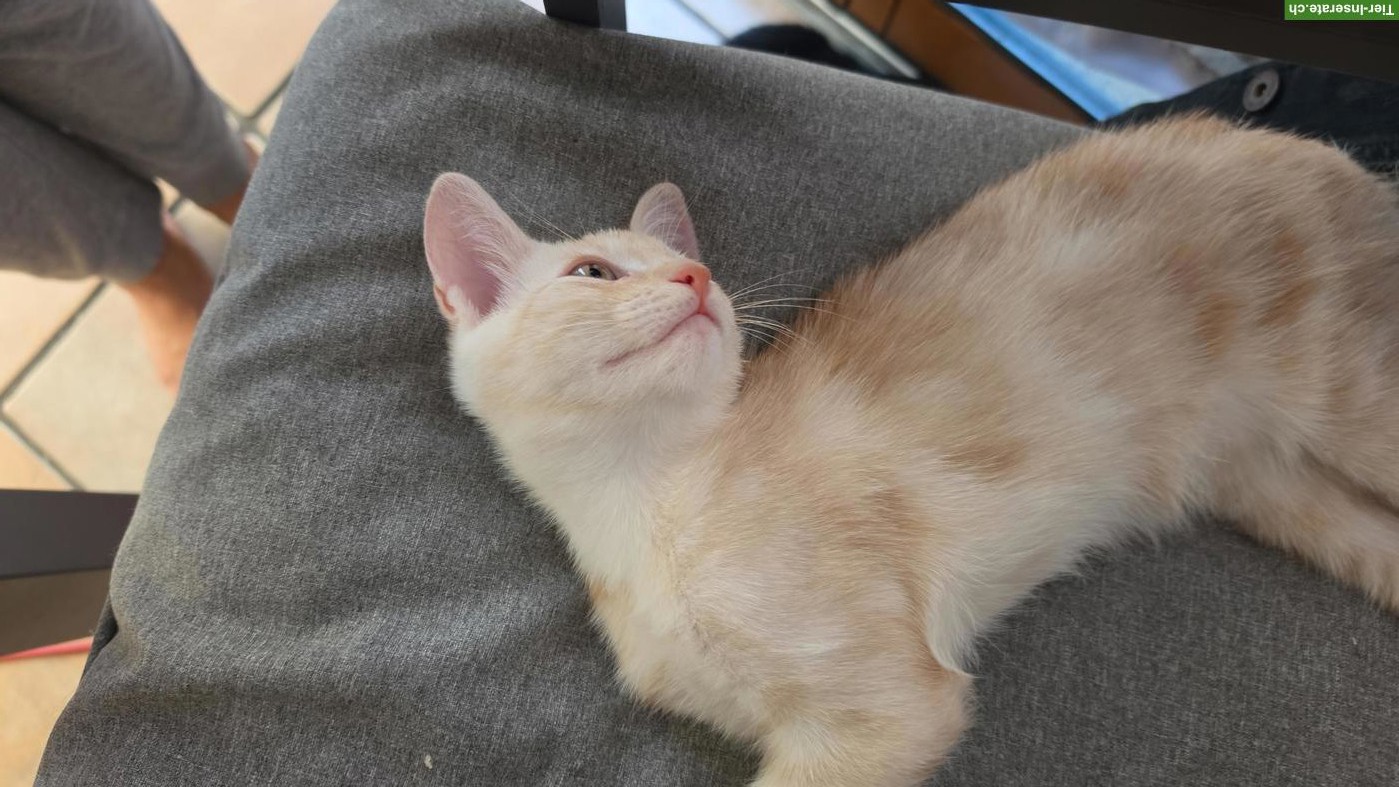 Bild 2: Kitten sucht ein schönes Zuhause