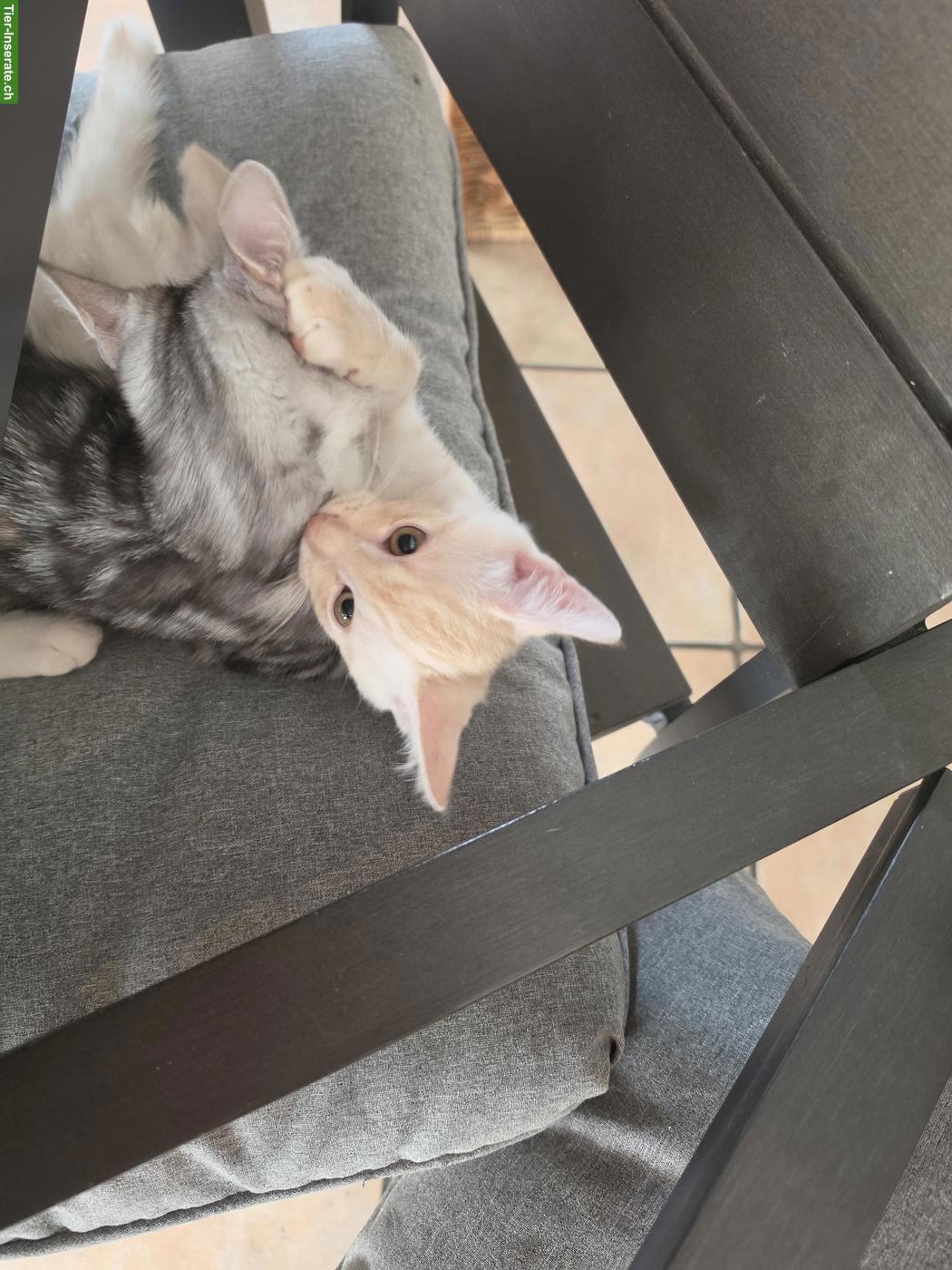 Bild 3: Kitten sucht ein schönes Zuhause
