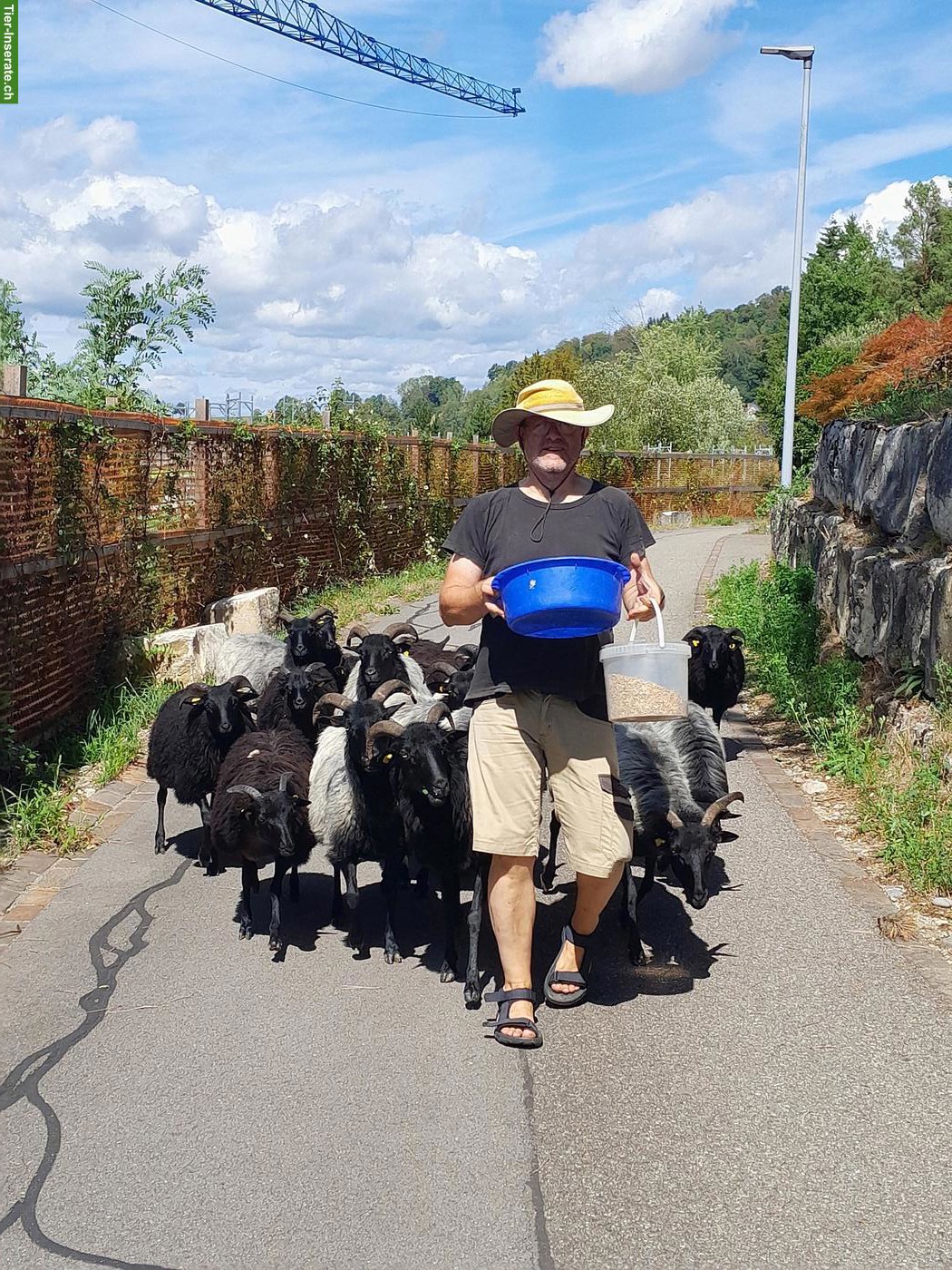 Heidschnucken zu verkaufen