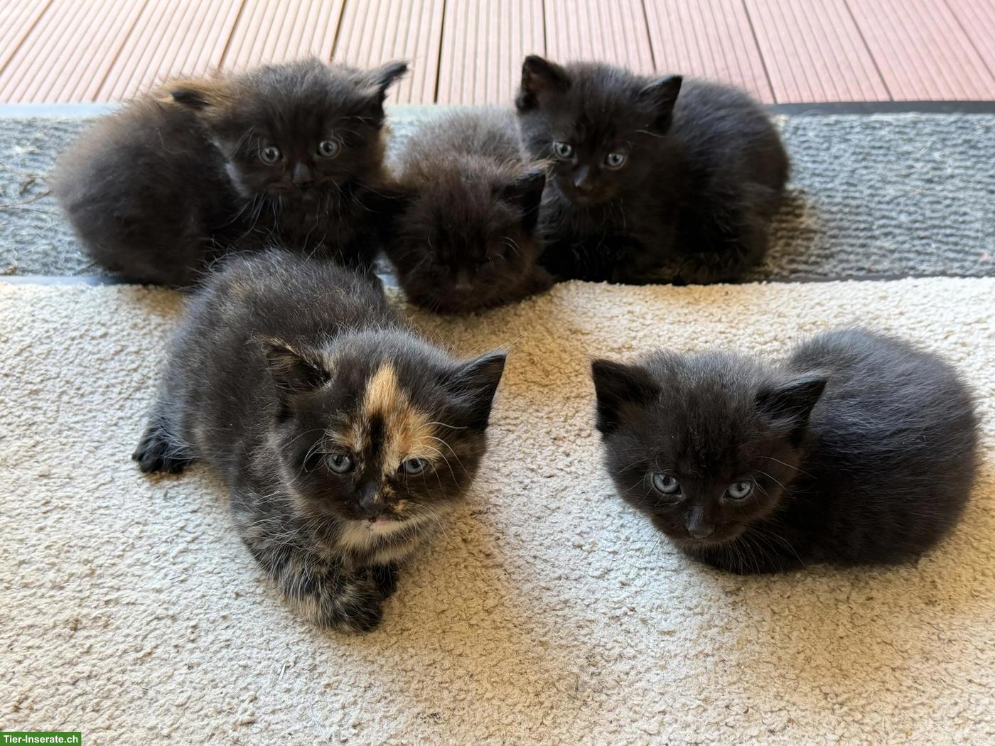 Bild 2: Perserkätzchen mit Näschen, langjährige Zucht, Black-Smoke 🐾
