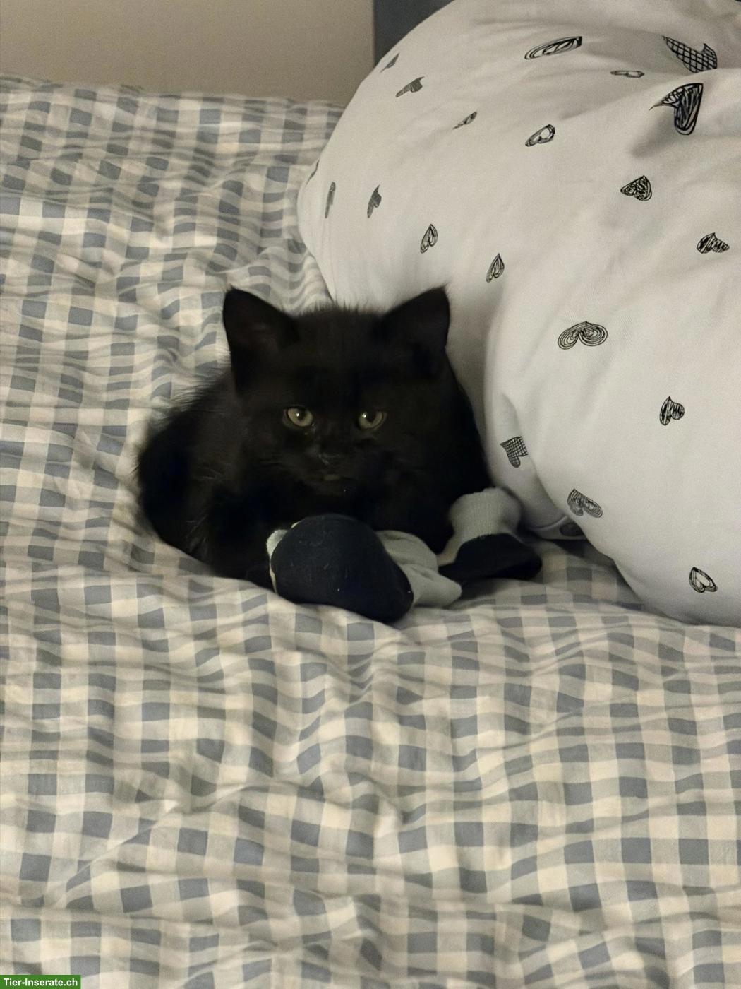 Bild 3: Perserkätzchen mit Näschen, langjährige Zucht, Black-Smoke 🐾