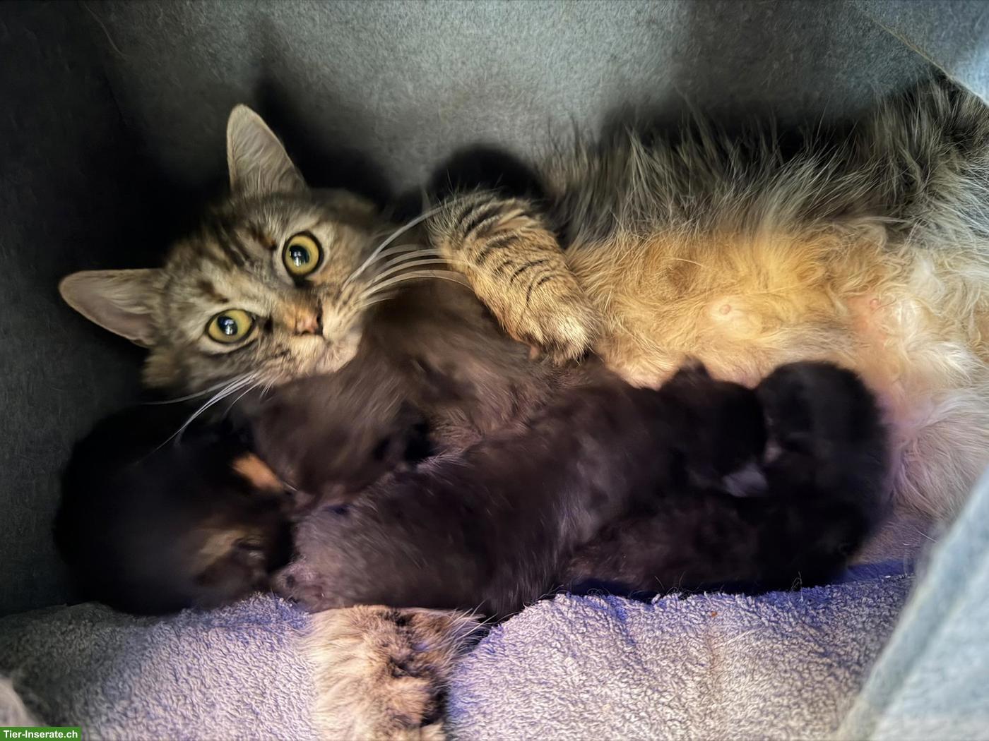Bild 5: Perserkätzchen mit Näschen, langjährige Zucht, Black-Smoke 🐾