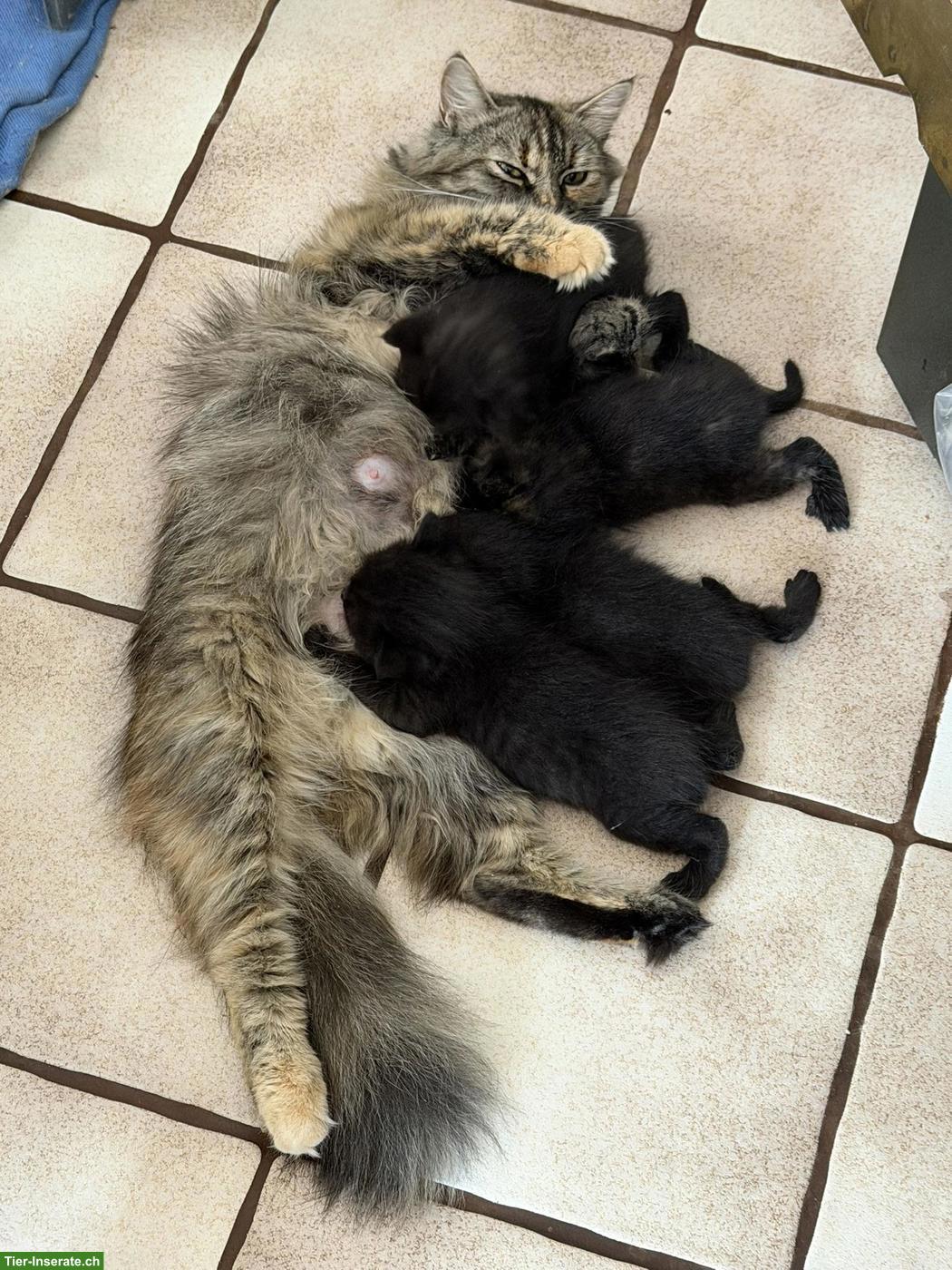 Bild 6: Perserkätzchen mit Näschen, langjährige Zucht, Black-Smoke 🐾