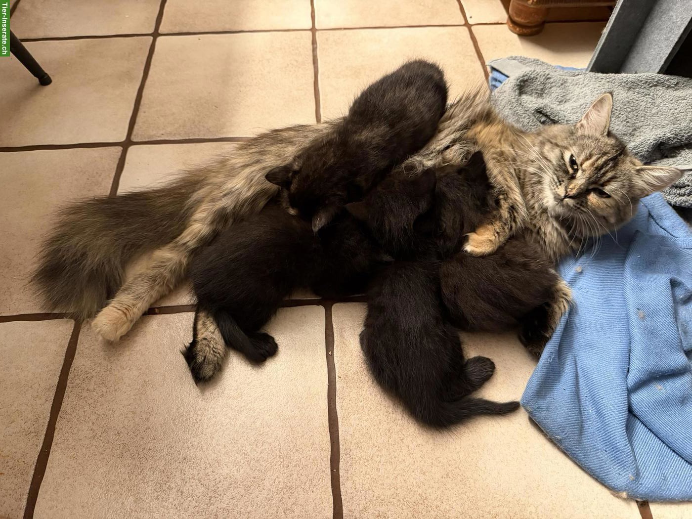 Bild 8: Perserkätzchen mit Näschen, langjährige Zucht, Black-Smoke 🐾