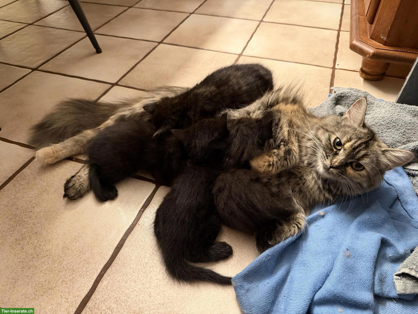 Bild 9: Perserkätzchen mit Näschen, langjährige Zucht, Black-Smoke 🐾