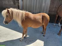 Shetty Wallach, Familienpony sucht neuen Wirkungskreis