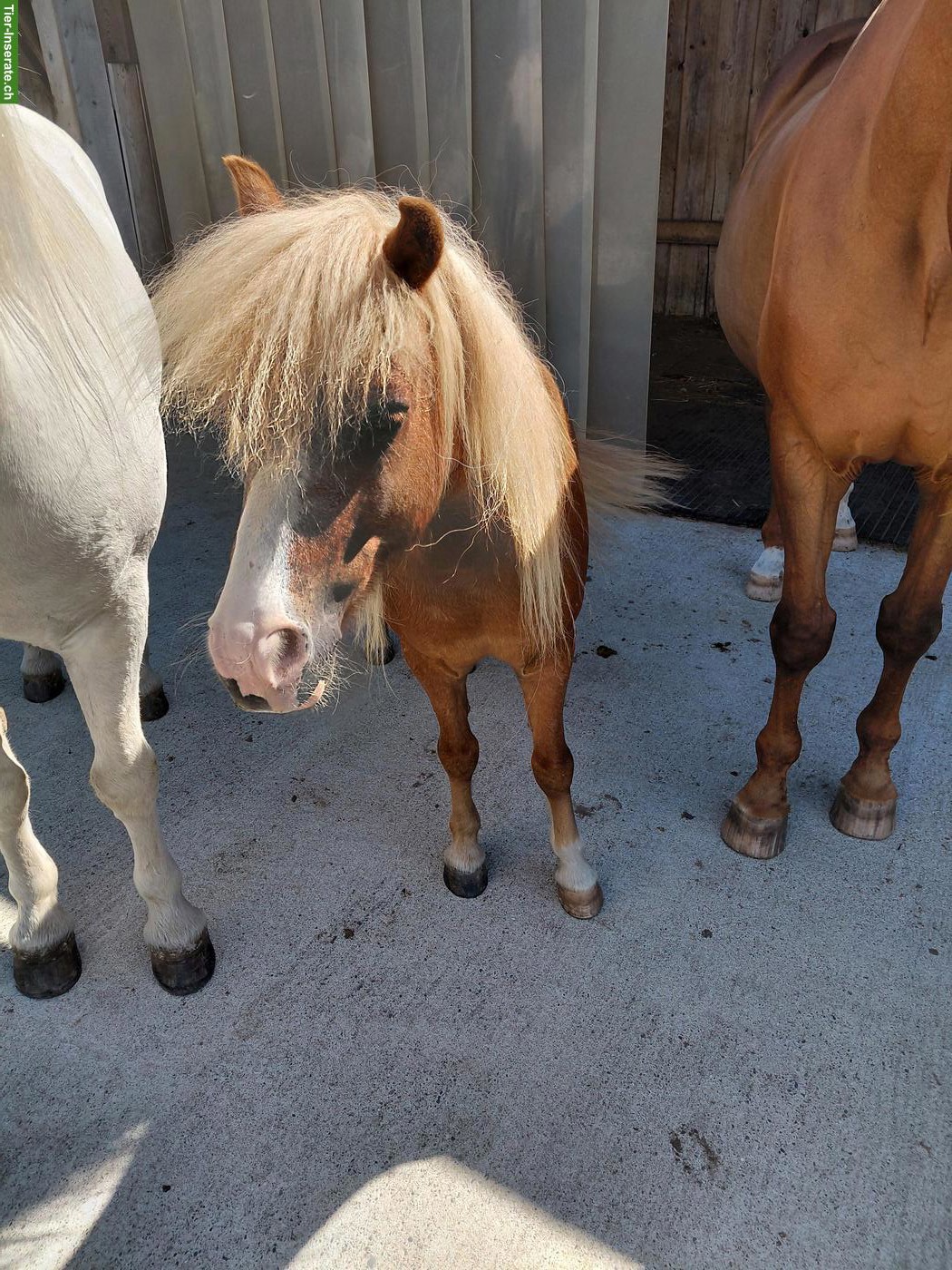 Bild 2: Shetty Wallach, Familienpony sucht neuen Wirkungskreis