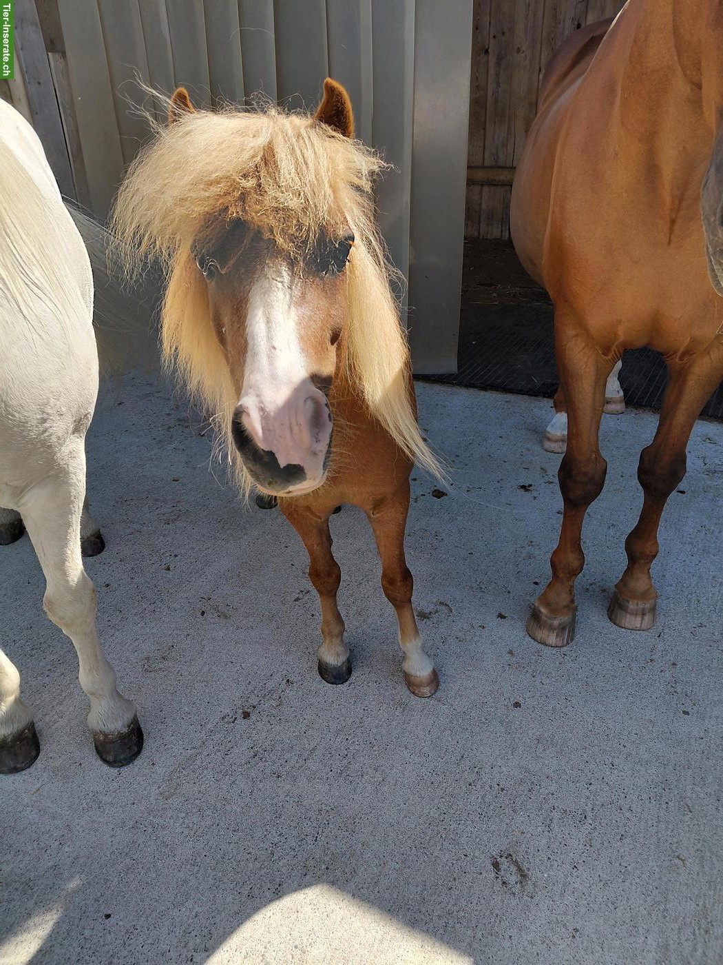 Bild 3: Shetty Wallach, Familienpony sucht neuen Wirkungskreis