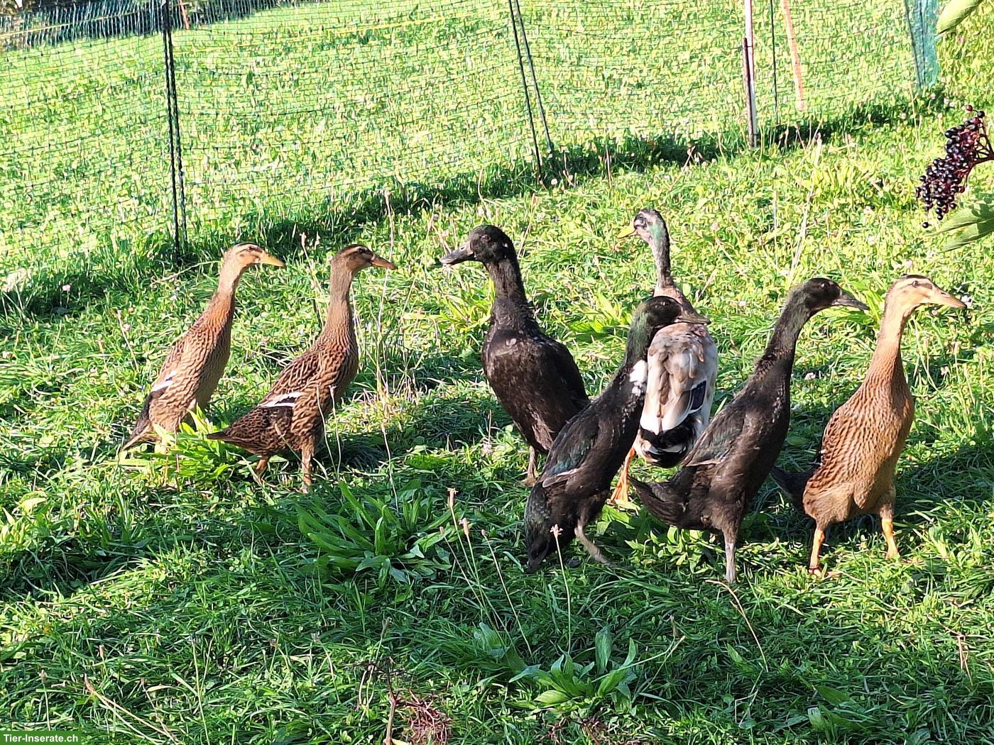 Junge Laufenten aus Naturbrut
