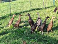 Junge Laufenten aus Naturbrut