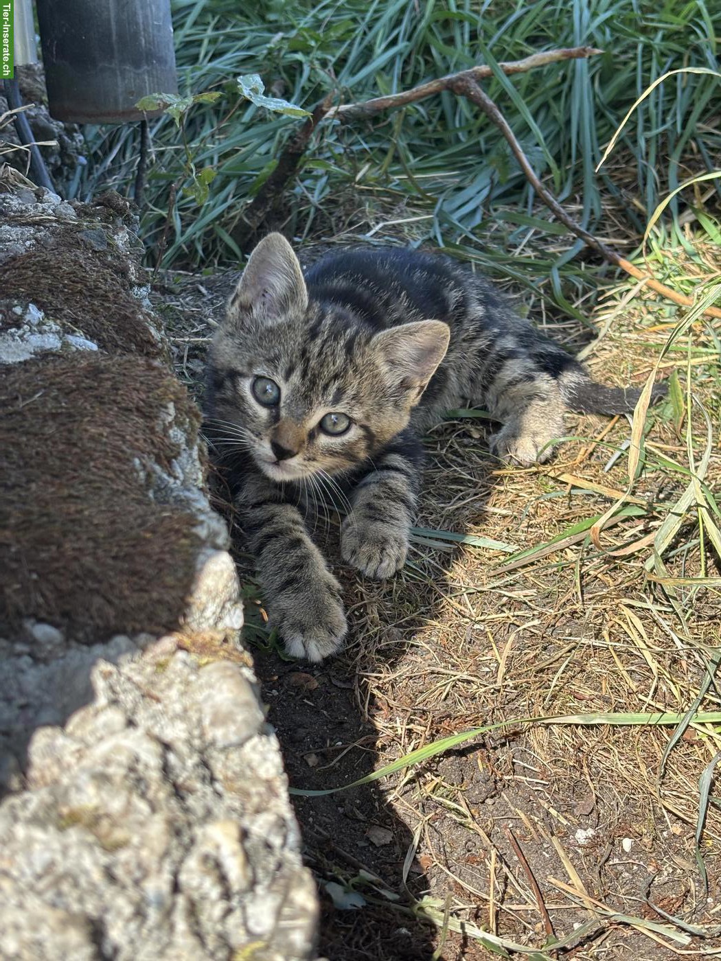 2 süsse zutrauliche Kater vom Bauernhof