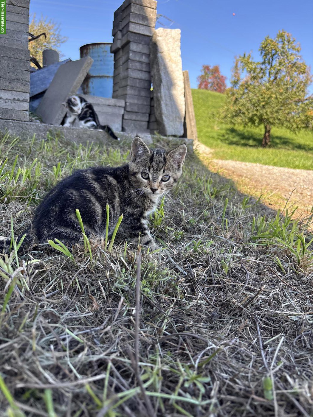 Bild 2: 2 süsse zutrauliche Kater vom Bauernhof