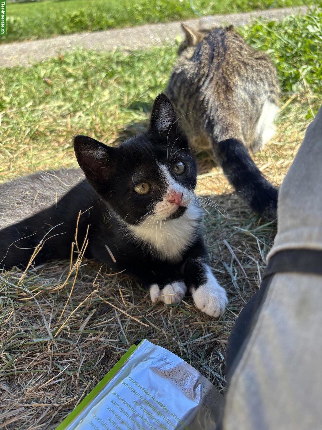 Bild 3: 2 süsse zutrauliche Kater vom Bauernhof