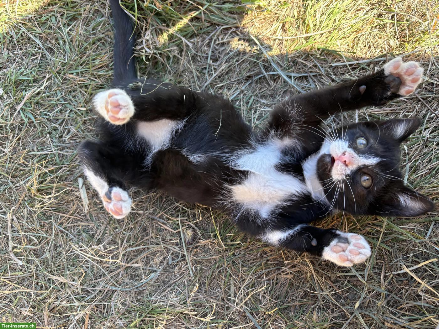 Bild 4: 2 süsse zutrauliche Kater vom Bauernhof
