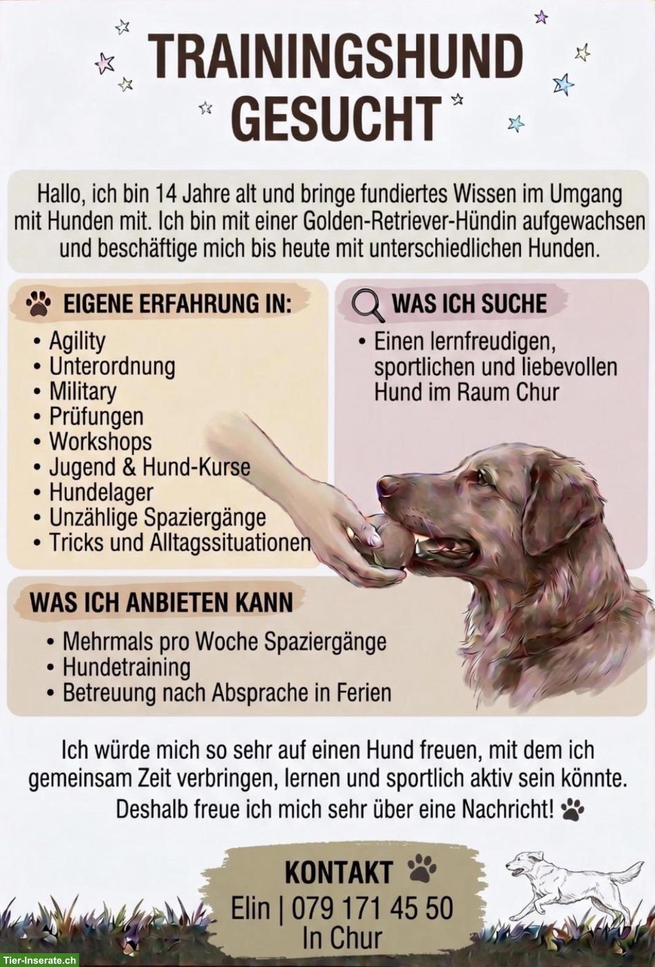 Trainingshund für Hundesport im Raum Chur