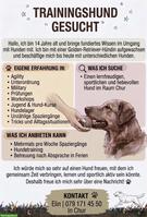 Trainingshund für Hundesport im Raum Chur