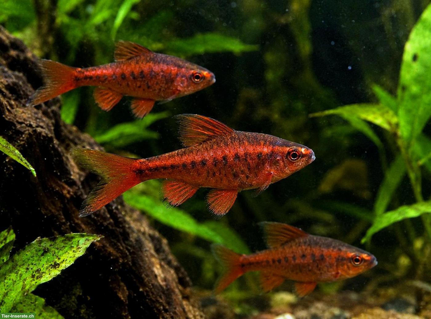 Bild 2: Bitterlingsbarben Wildform Nachzuchten