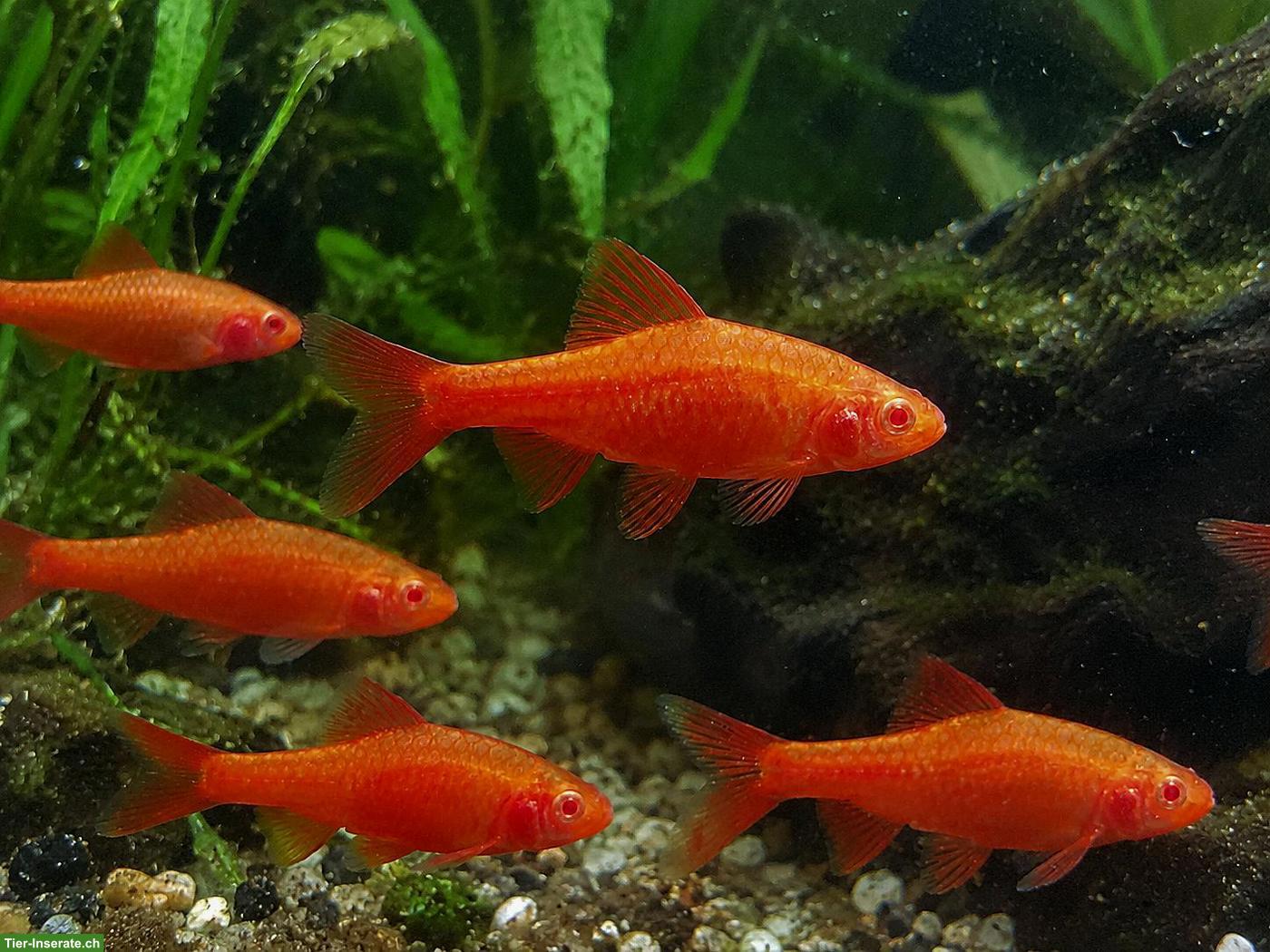 Albino Bitterlingsbarben Nachzuchten