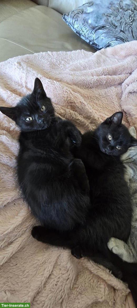 2 junge Katze, 12 Wochen