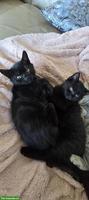 2 junge Katze, 12 Wochen