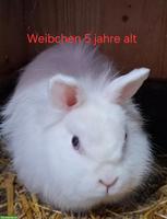 Verschiedene alte Zwergkaninchen