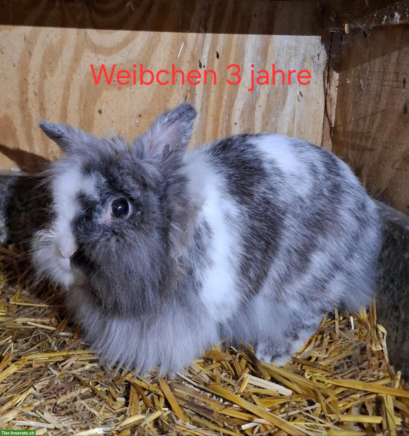 Bild 2: Verschiedene alte Zwergkaninchen