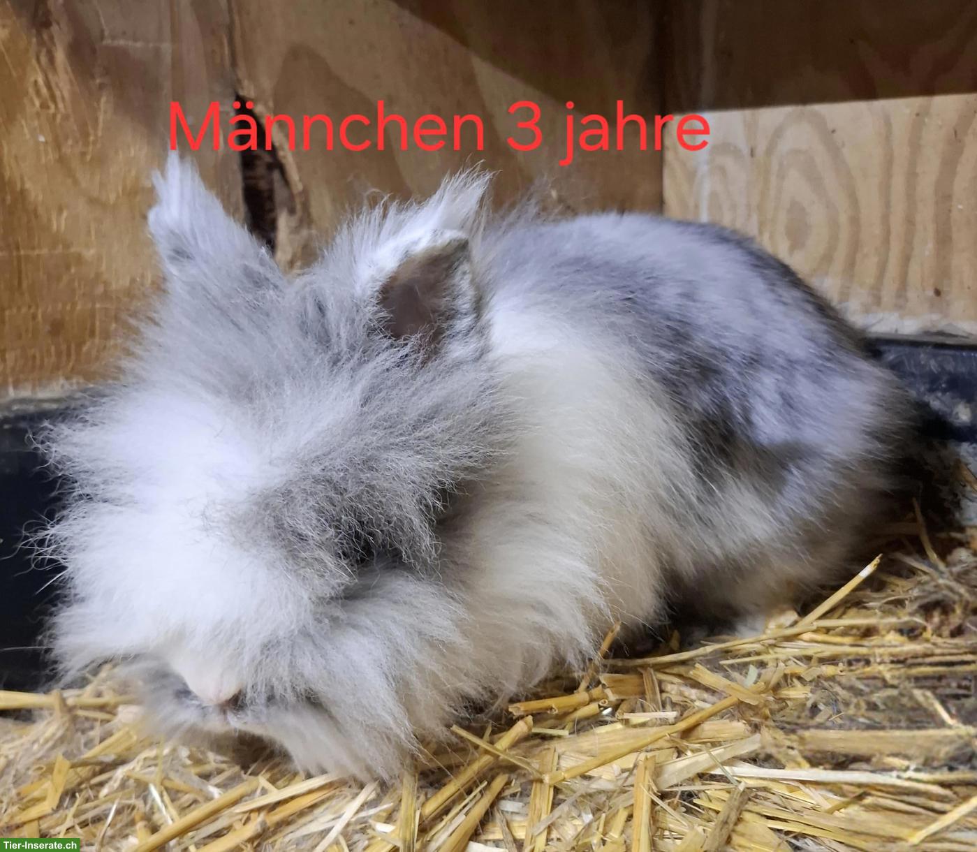 Bild 4: Verschiedene alte Zwergkaninchen