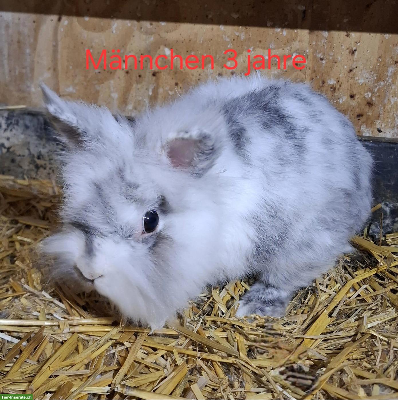 Bild 5: Verschiedene alte Zwergkaninchen