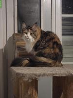 Maine Coon Katze, 4-jährig