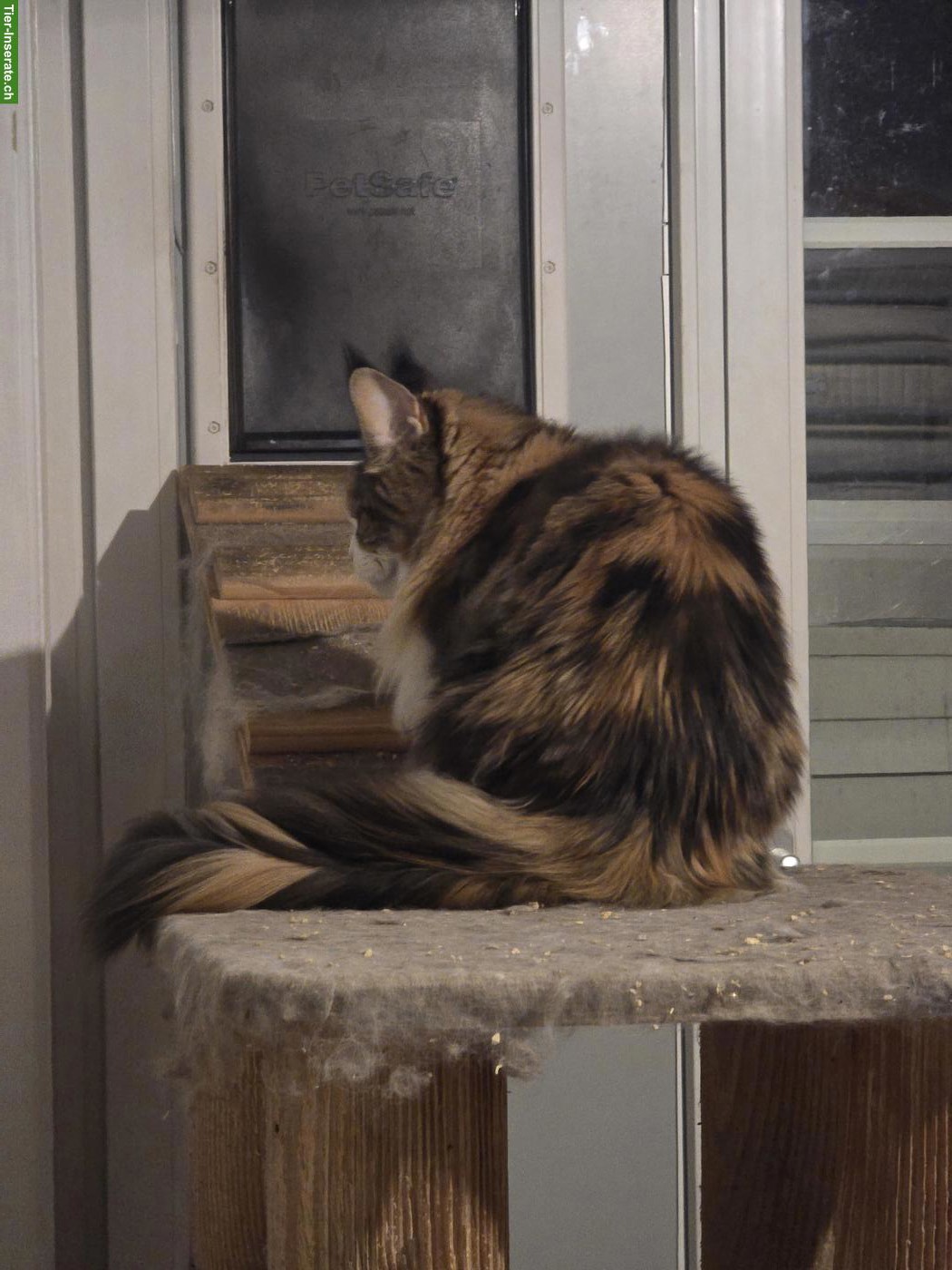 Bild 2: Maine Coon Katze, 4-jährig