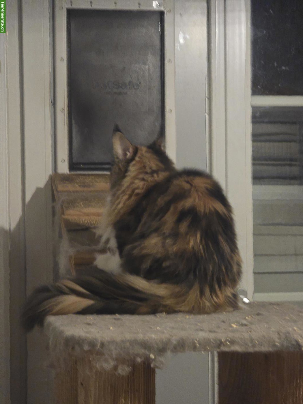 Bild 3: Maine Coon Katze, 4-jährig