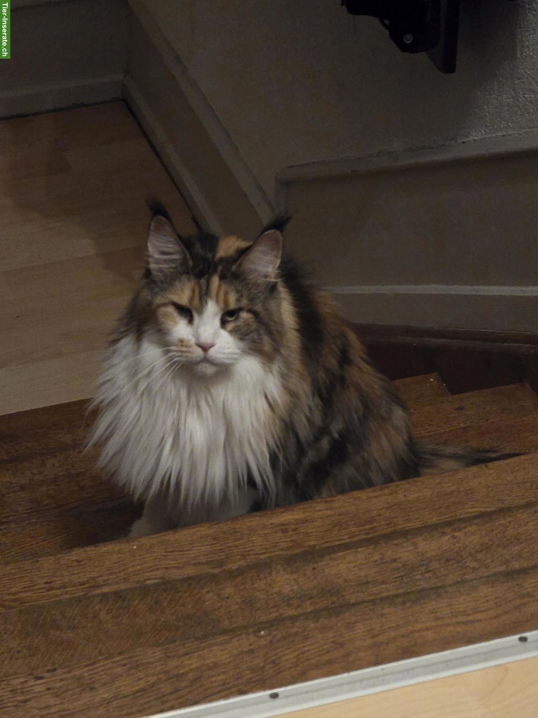 Bild 4: Maine Coon Katze, 4-jährig