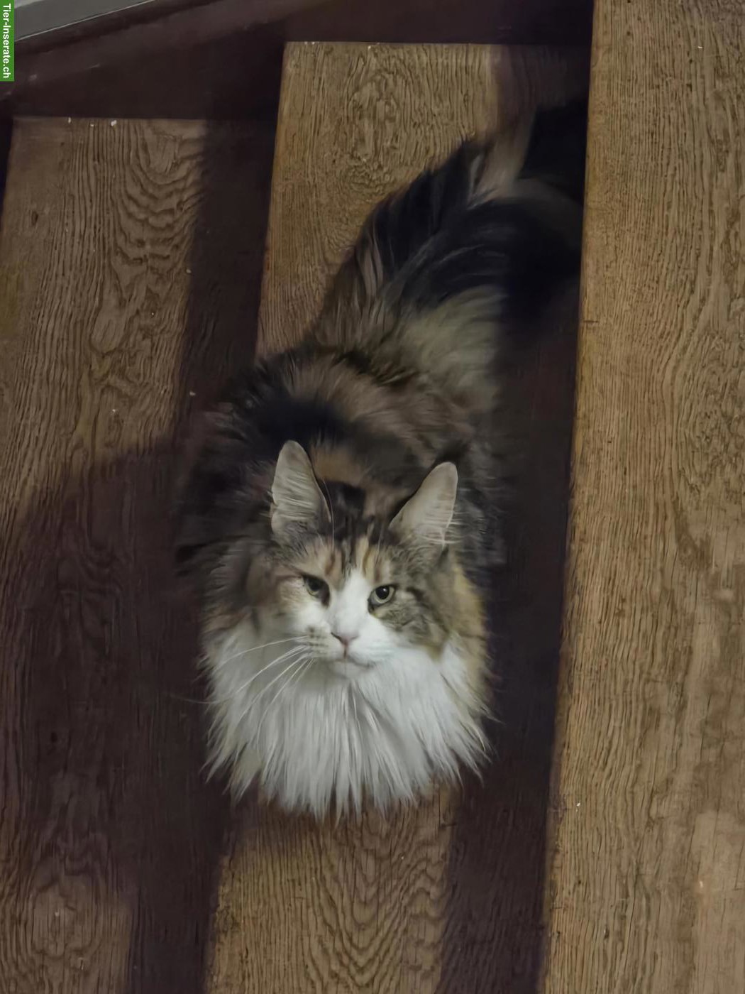 Bild 5: Maine Coon Katze, 4-jährig