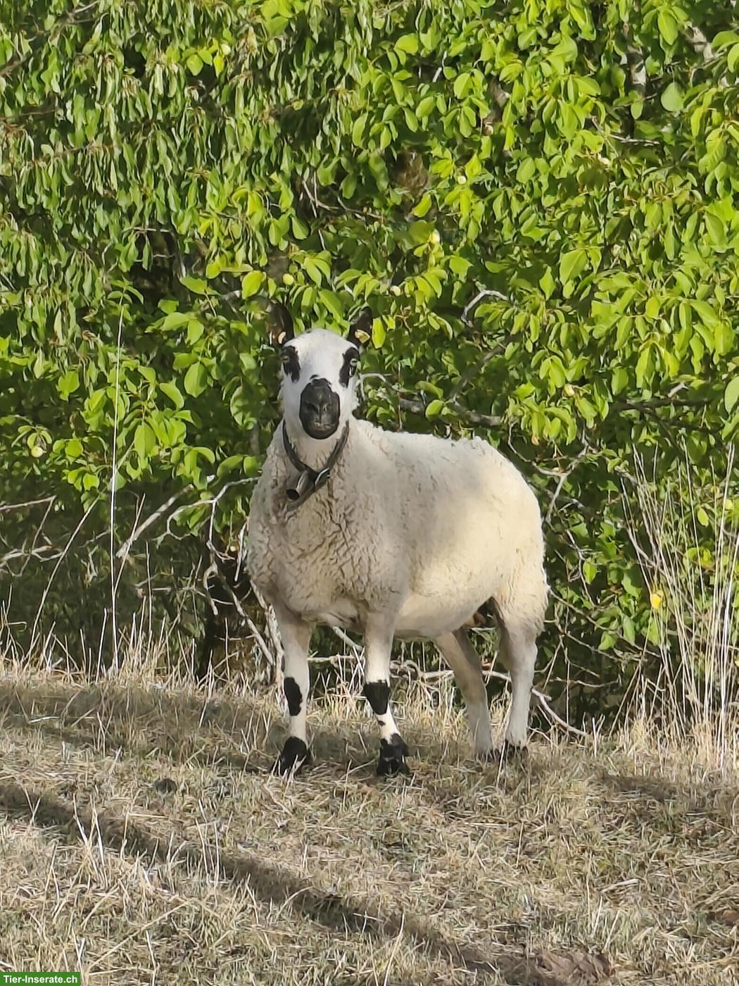 Kerry Hill Aue zu verkaufen