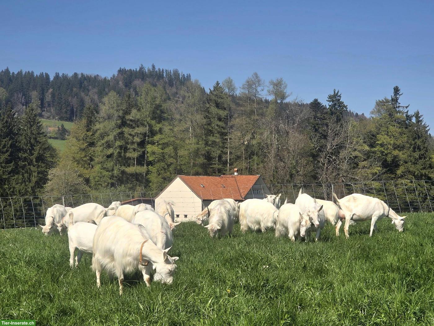 Bild 2: Appenzellerziegen mit HB zu verkaufen