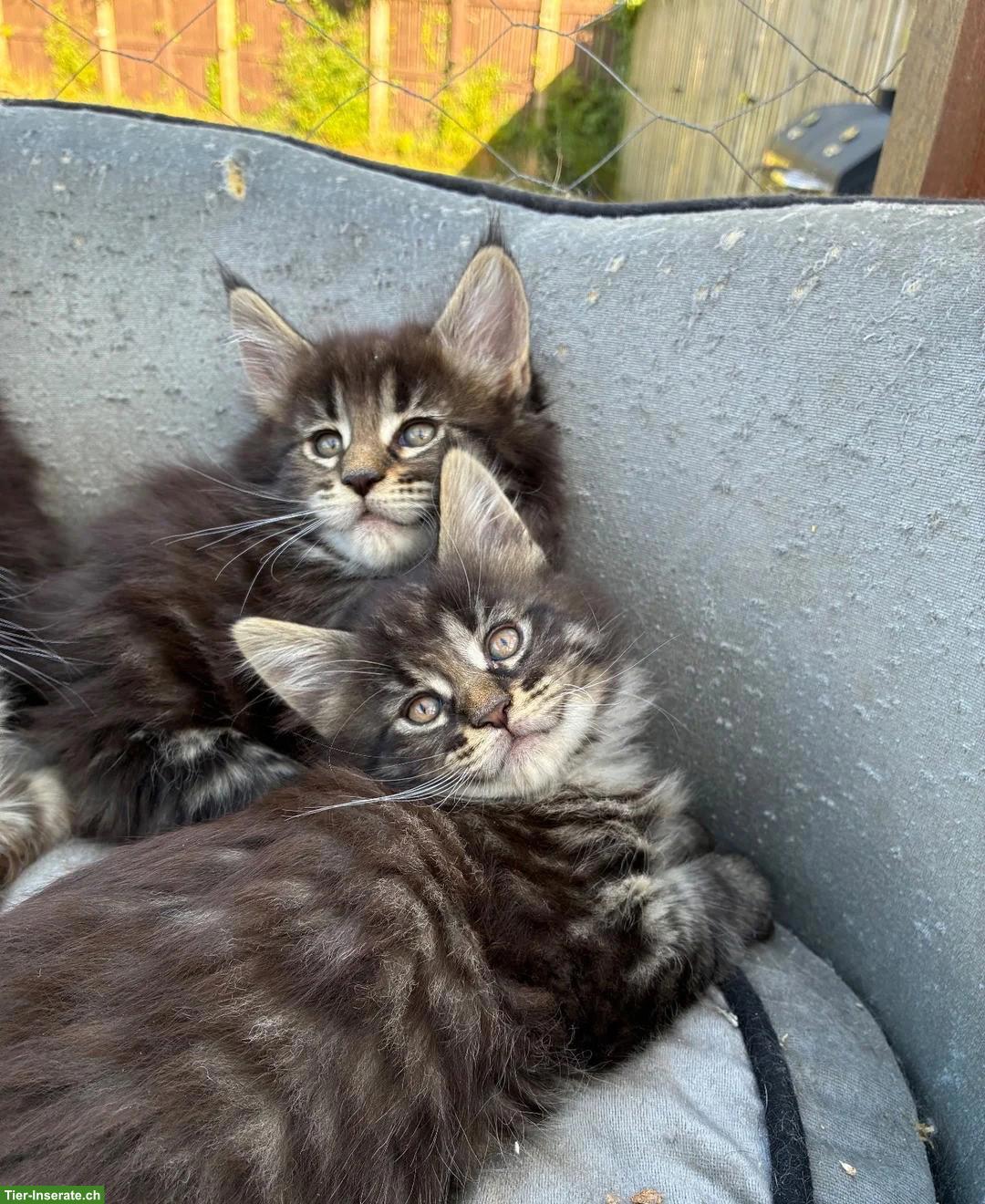 Maine Coon Kätzchen (Kater und Kätzinnen) ab sofort verfügbar