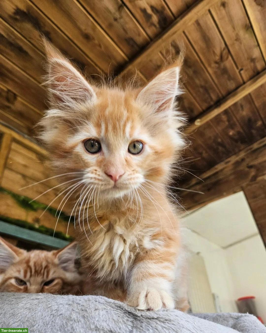 Bild 2: Maine Coon Kätzchen (Kater und Kätzinnen) ab sofort verfügbar