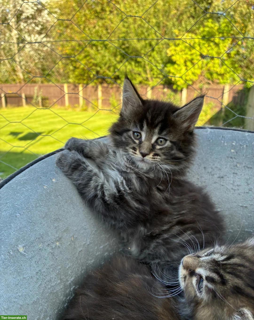 Bild 3: Maine Coon Kätzchen (Kater und Kätzinnen) ab sofort verfügbar