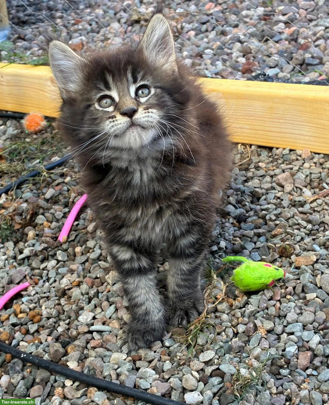 Bild 4: Maine Coon Kätzchen (Kater und Kätzinnen) ab sofort verfügbar