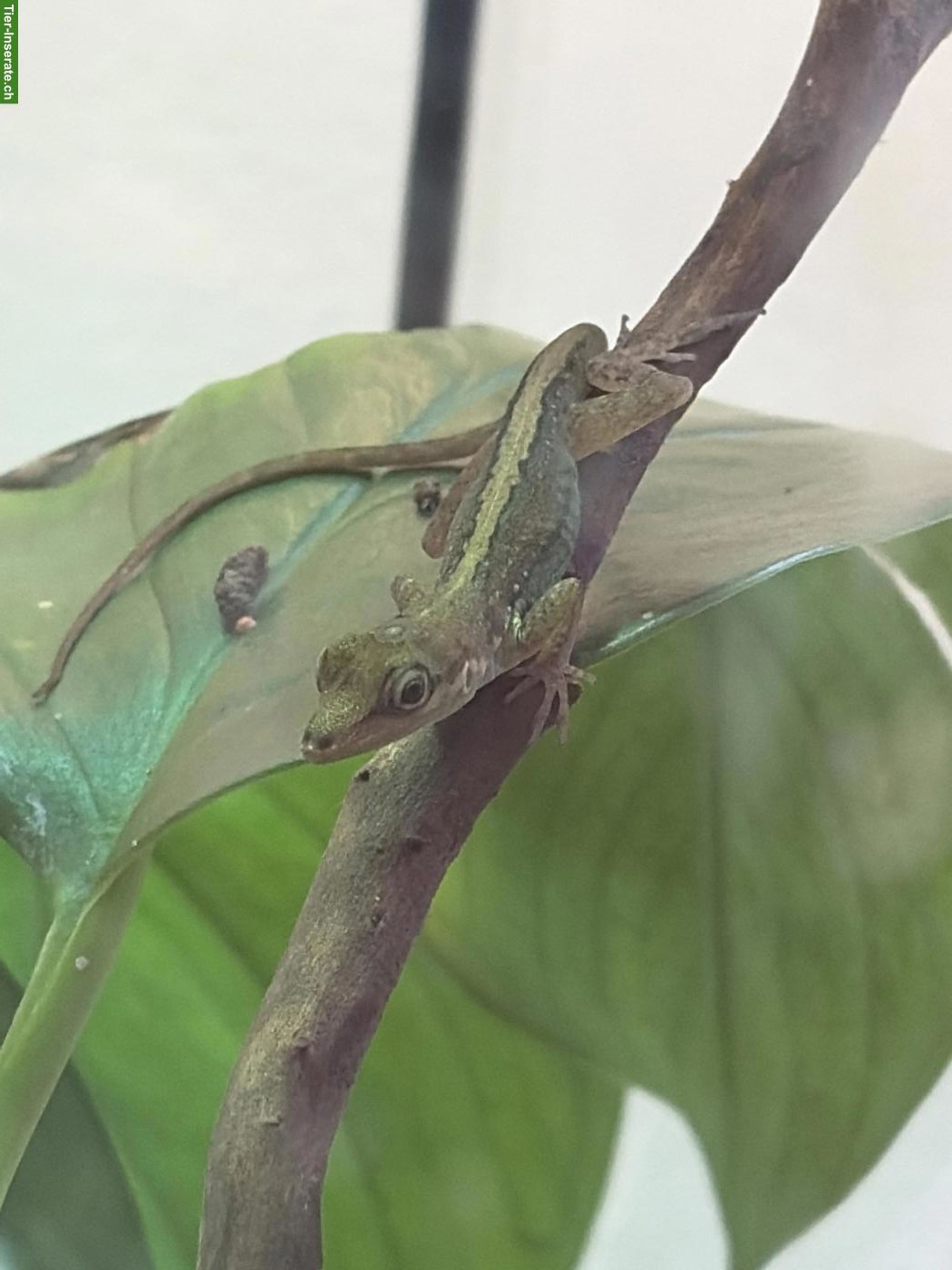 Anolis roquet summus 1.1 zu verkaufen