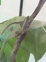 Anolis roquet summus 1.1 zu verkaufen