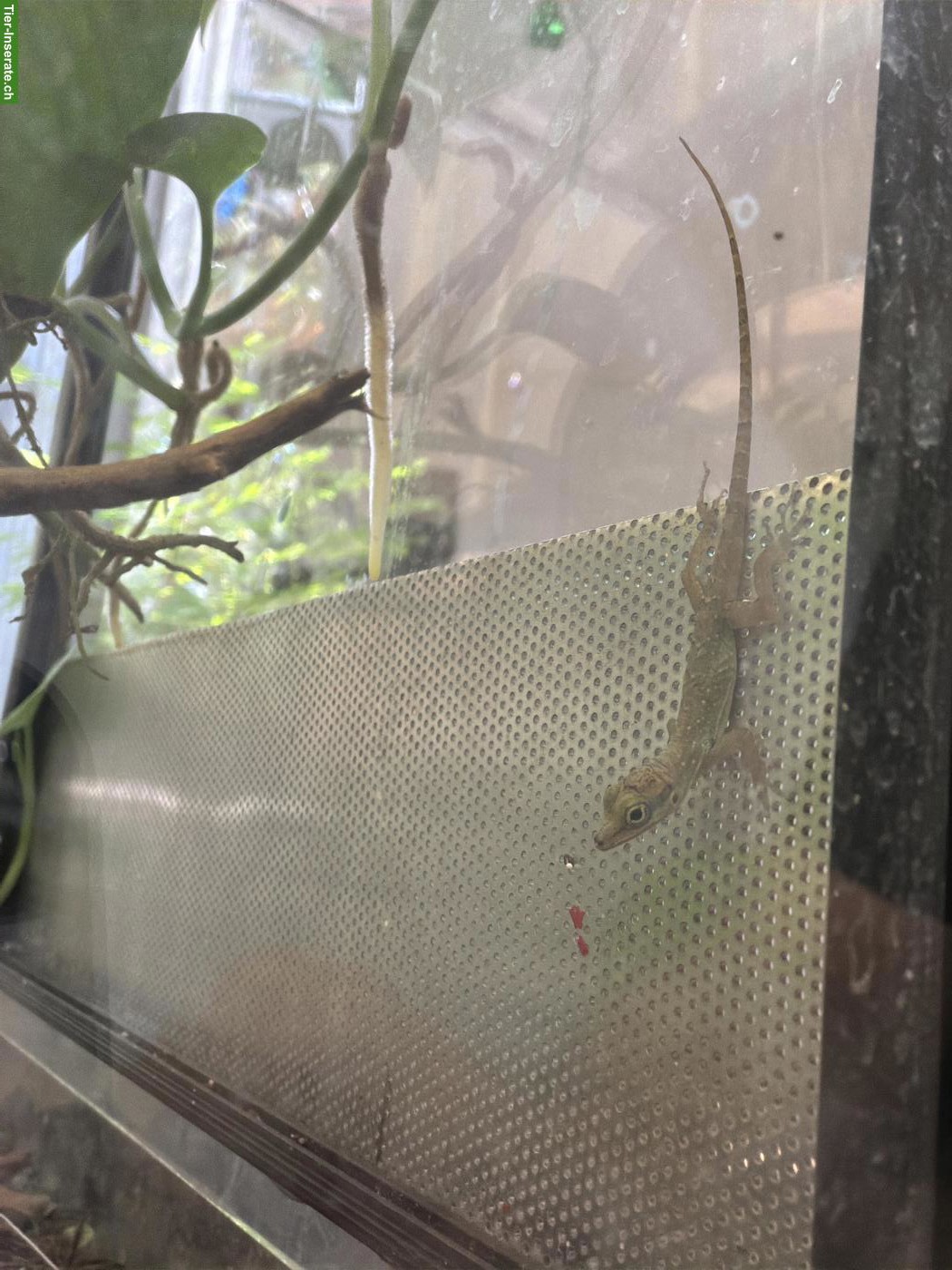 Bild 2: Anolis roquet summus 1.1 zu verkaufen