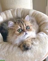 Junges Perser Katerchen, black golden shaded sucht liebes Zuhause