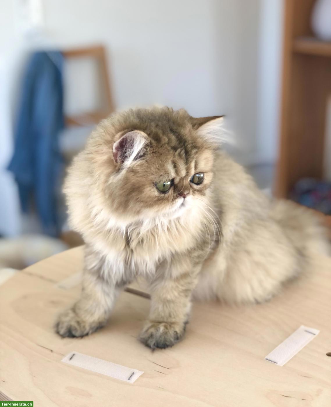 Bild 2: Junges Perser Katerchen, black golden shaded sucht liebes Zuhause